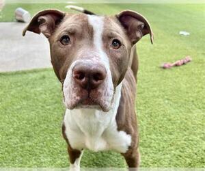 American Staffordshire Terrier-Unknown Mix Dogs for adoption in Raleigh, NC, USA