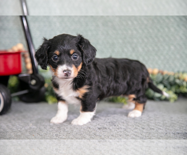 Medium Photo #2 Dachshund Puppy For Sale in ELIZABETHTOWN, PA, USA