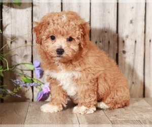 Maltipoo Puppy for sale in MOUNT VERNON, OH, USA
