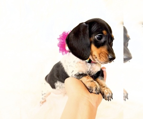 Medium Photo #1 Dachshund Puppy For Sale in DAVIS, CA, USA