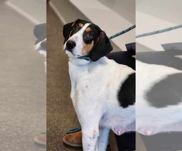 Medium Photo #5 Collie-Coonhound Mix Puppy For Sale in Osgood, IN, USA