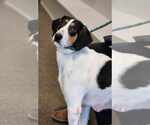 Small #4 Collie-Coonhound Mix