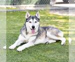 Small Photo #2 Siberian Husky Puppy For Sale in Camarillo, CA, USA