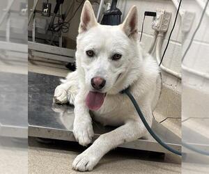 Siberian Husky-Unknown Mix Dogs for adoption in Grand Prairie, TX, USA