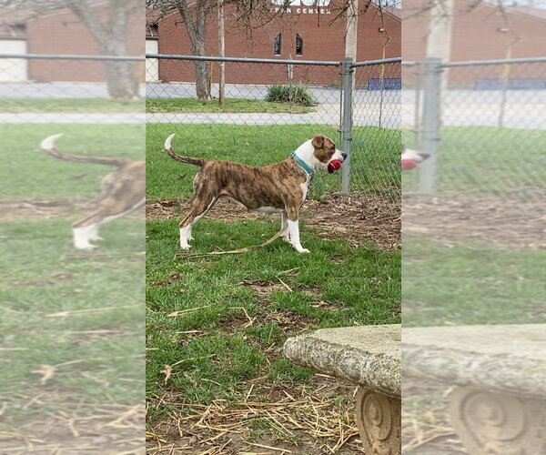 Medium Photo #3 Boxer-Unknown Mix Puppy For Sale in Richmond, IN, USA