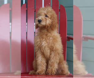 Goldendoodle (Miniature) Puppy for sale in ITASCA, TX, USA
