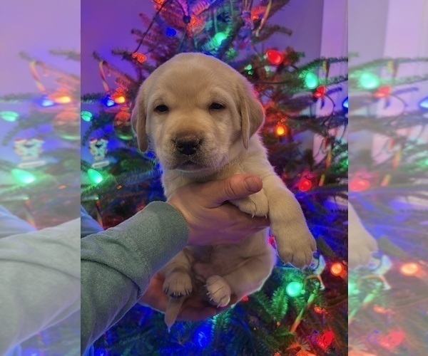 Medium Photo #5 Labrador Retriever Puppy For Sale in FAYETTEVILLE, OH, USA