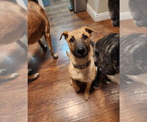 Dutton - Male Labrador Retriever-Unknown Mix Dog for Adoption - Photo #3