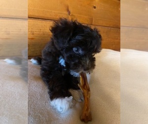 Aussiedoodle Miniature Puppy for sale in RICHMOND, VA, USA