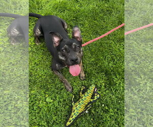 American Staffordshire Terrier-Unknown Mix Dogs for adoption in Rockaway, NJ, USA