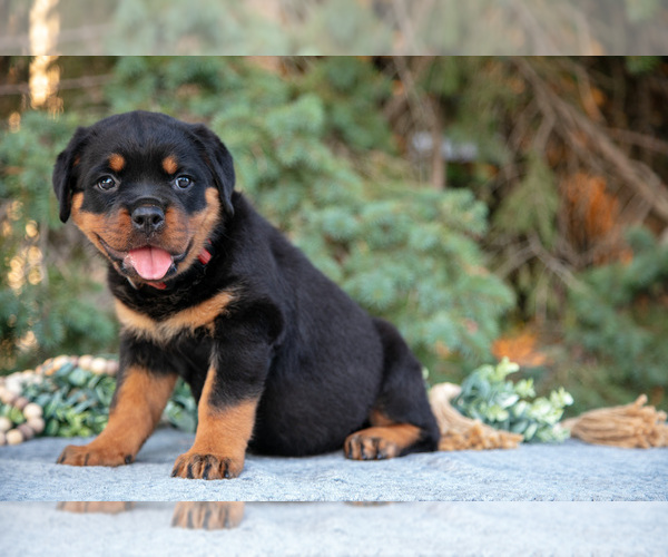 Medium Photo #3 Rottweiler Puppy For Sale in MILLERSBURG, IN, USA