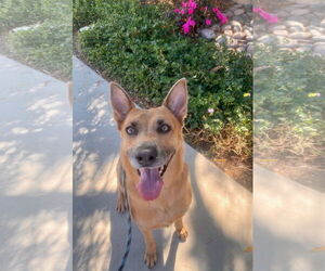 Mutt Dogs for adoption in Newport Beach, CA, USA