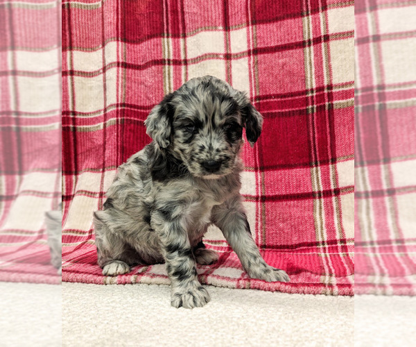 Medium Photo #16 Aussiedoodle Puppy For Sale in SPARTA, MO, USA