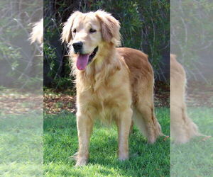 Golden Retriever Dogs for adoption in Glendale , AZ, USA