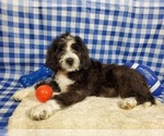Small Photo #9 Bernedoodle Puppy For Sale in BLACK FOREST, CO, USA
