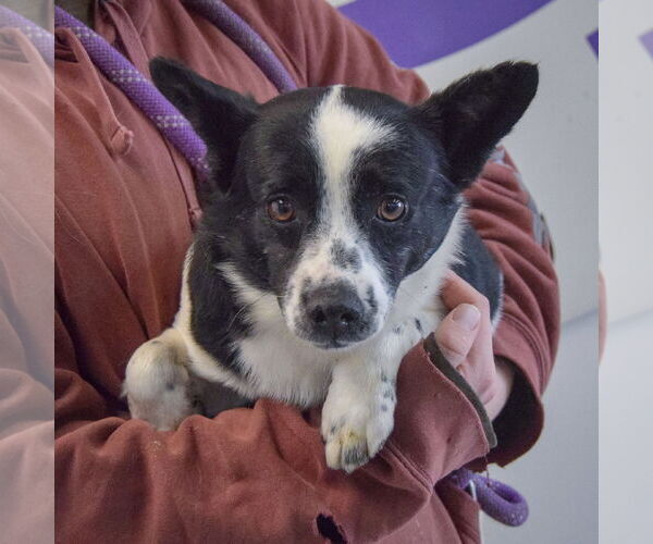 Medium Photo #3 Mutt Puppy For Sale in Huntley, IL, USA