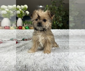 Shorkie Tzu Puppy for sale in GREENFIELD, IN, USA