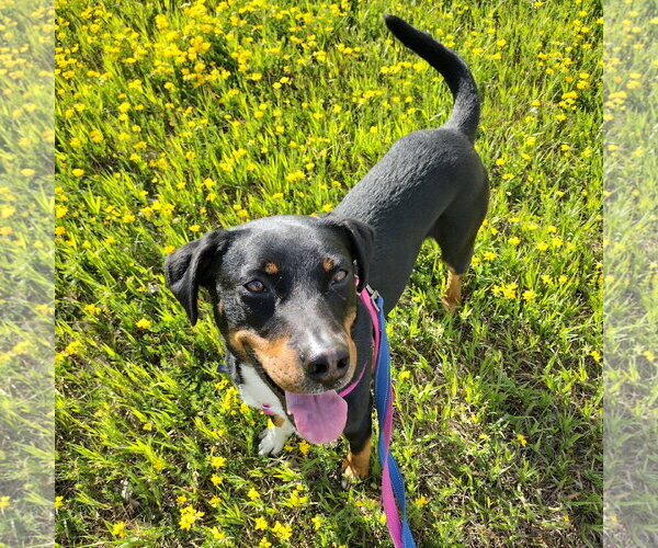 Medium Photo #5 Mutt Puppy For Sale in Fargo, ND, USA