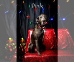 Small #1 Labrador Retriever Mix