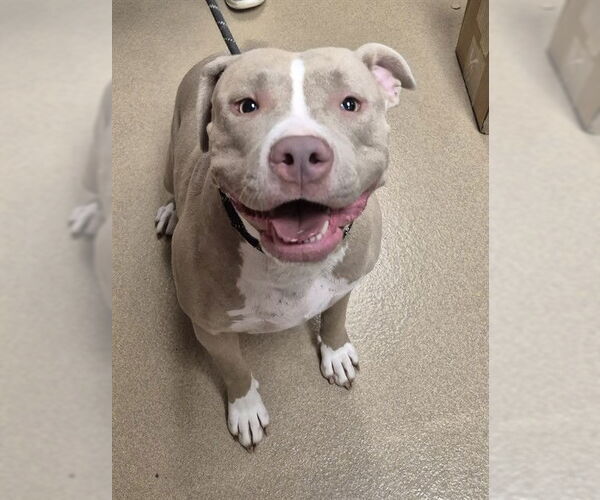 Medium Photo #1 American Pit Bull Terrier Puppy For Sale in Decatur, IL, USA