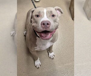 American Pit Bull Terrier Dogs for adoption in Decatur, IL, USA