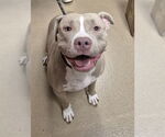 Small American Pit Bull Terrier