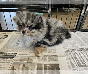 Pomeranian Puppy for sale in LONE ROCK, WI, USA