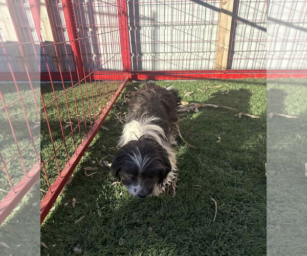 Medium Photo #2 Havashu Puppy For Sale in Grafton, WI, USA