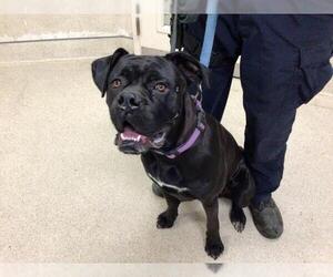 Boxer-Unknown Mix Dogs for adoption in Riverside, CA, USA