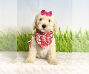 Goldendoodle Puppy for sale in FROSTPROOF, FL, USA