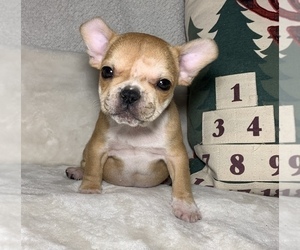 French Bulldog Puppy for sale in JOHNS ISLAND, SC, USA