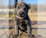 Small Photo #5 Labrador Retriever Puppy For Sale in STREETMAN, TX, USA