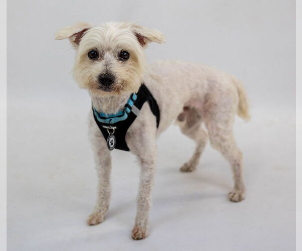 Medium Photo #5 Maltese-Unknown Mix Puppy For Sale in Princeton, MN, USA
