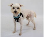Small #4 Maltese Mix