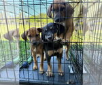 Small #3 Beagle-German Shepherd Dog Mix