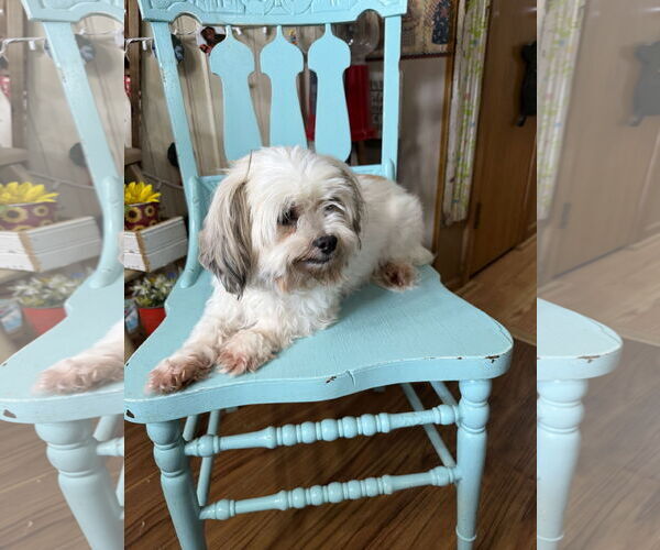 Medium Photo #2 Shih Tzu Puppy For Sale in Sioux Falls, SD, USA