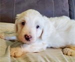 Small #6 Bernedoodle (Miniature)
