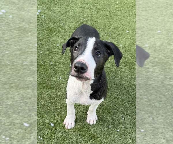 Medium Photo #1 American Pit Bull Terrier-Bull Terrier Mix Puppy For Sale in Cave Creek, AZ, USA