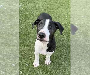 American Pit Bull Terrier-Bull Terrier Mix Dogs for adoption in Cave Creek, AZ, USA