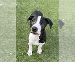 Small American Pit Bull Terrier-Bull Terrier Mix