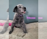 Puppy Princess Australian Cattle Dog