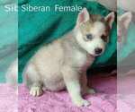 Small Siberian Husky