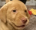 Puppy Puppy 1  Tipper Labrador Retriever
