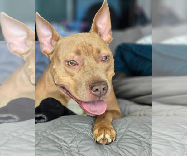 Medium Photo #16 American Pit Bull Terrier-Unknown Mix Puppy For Sale in Germantown, OH, USA