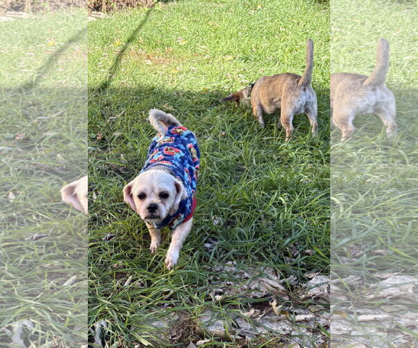 Medium Photo #2 ShiChi Puppy For Sale in Wheaton, IL, USA