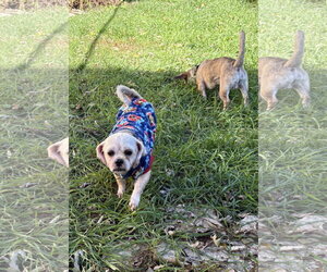 Pugsley - Male ShiChi Dog for Adoption - Photo #2