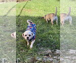 Small Photo #2 ShiChi Puppy For Sale in Wheaton, IL, USA