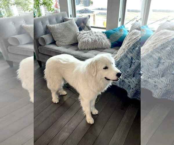 Medium Photo #5 Great Pyrenees Puppy For Sale in Spring, TX, USA