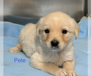 Gollie Dogs for adoption in Brewster, NY, USA