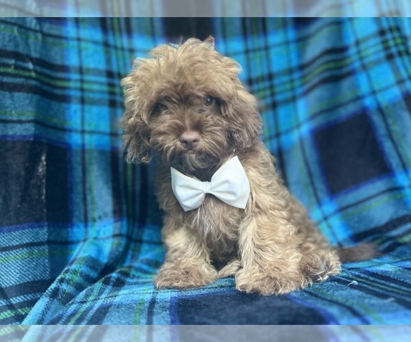 Medium Photo #4 ShihPoo Puppy For Sale in LAKELAND, FL, USA